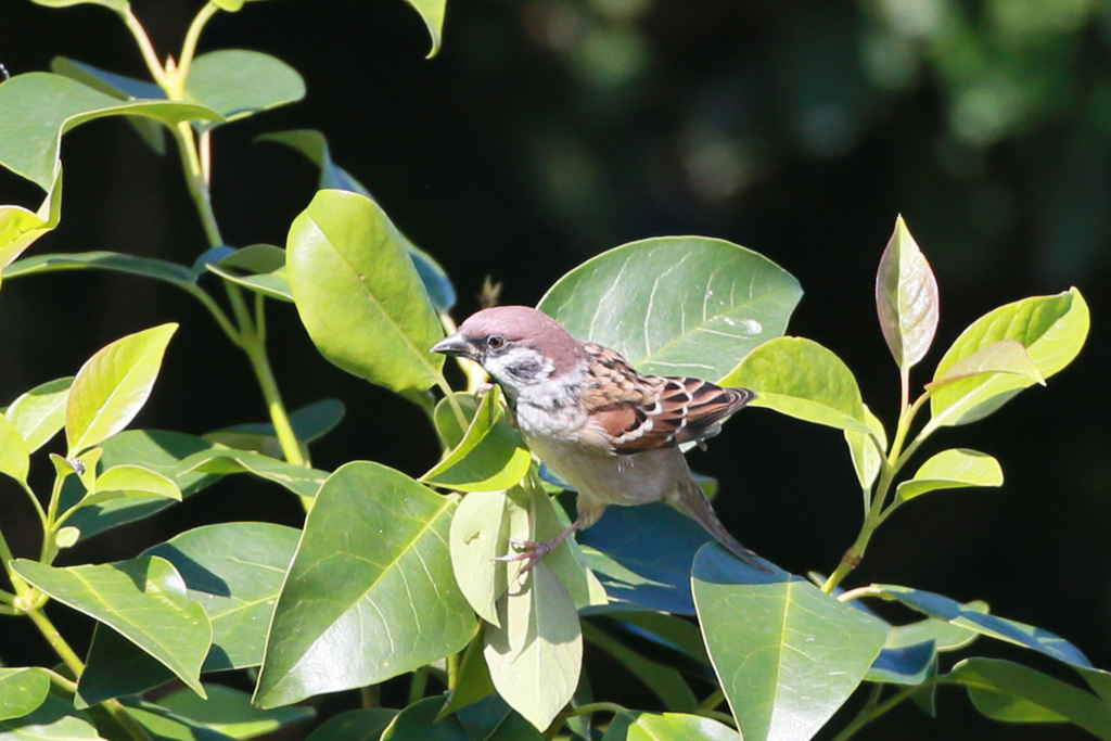 スズメ木から落ちる