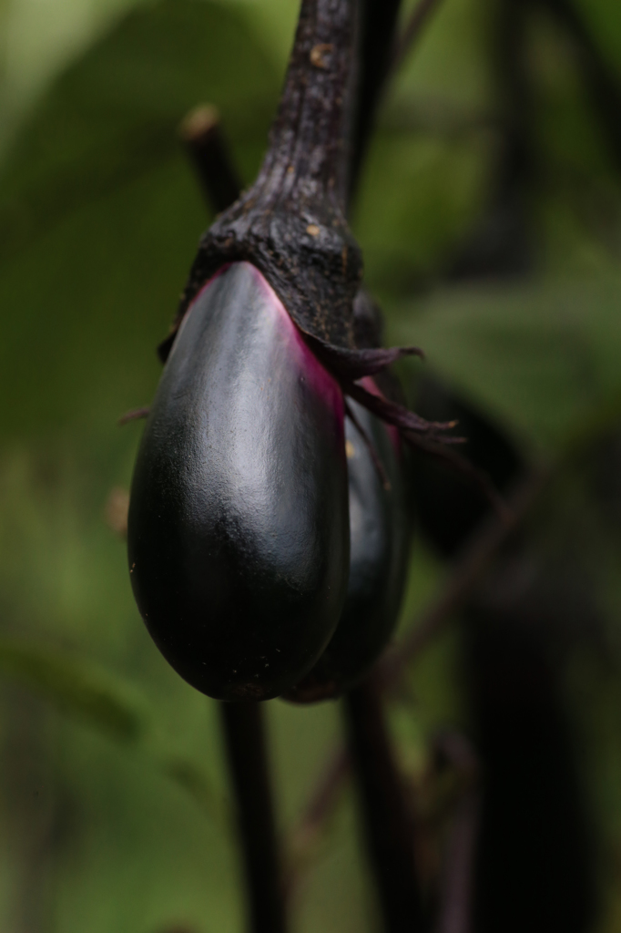 今晩食べよっと