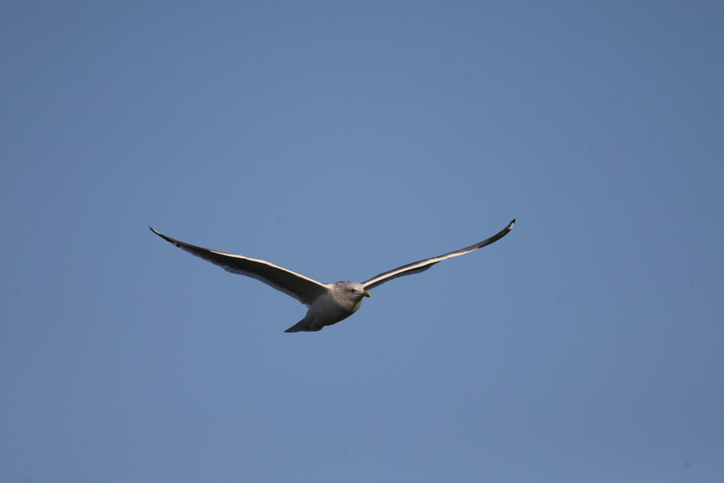 青空とセグロカモメ