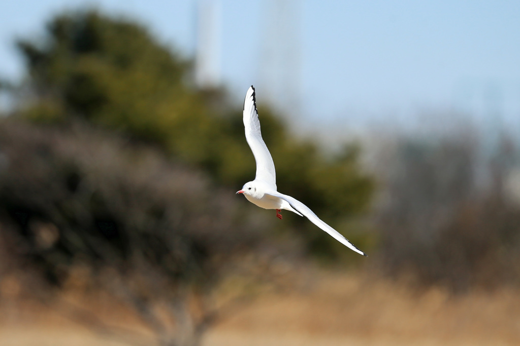 正面シリーズその8