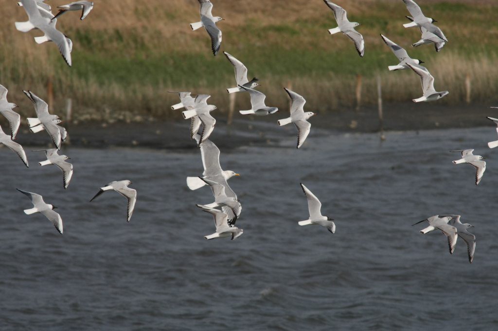 ユリカモメ飛ぶ