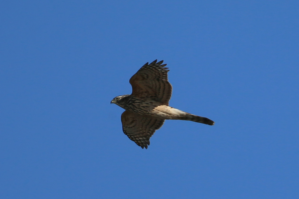 オオタカ幼鳥-2