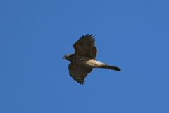 オオタカ幼鳥-2