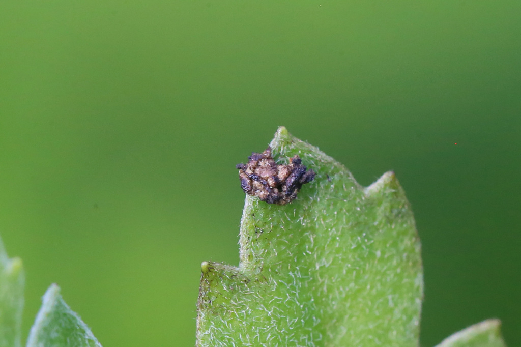 閲覧注意たぶん虫さん