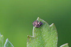 閲覧注意たぶん虫さん