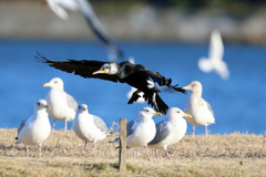 ユリカモメの観客