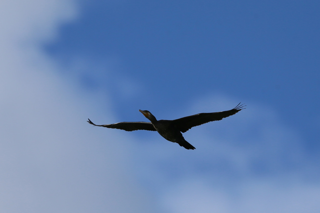 カワウがセーフ