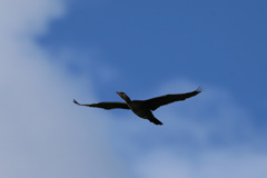 カワウがセーフ