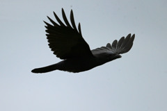 カラスのシルエット