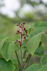 名前わかりません