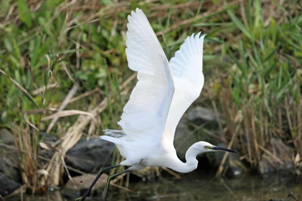 コサギ飛び出し