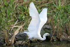 コサギ飛び出し