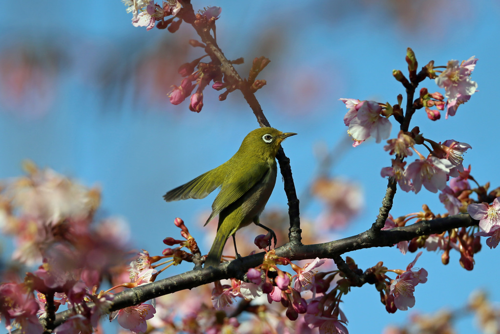 ちょっと飛び出し