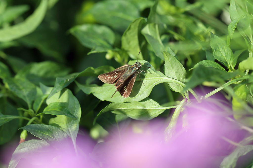 前ぼけ綺麗かな