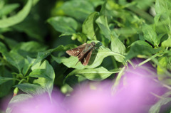 前ぼけ綺麗かな