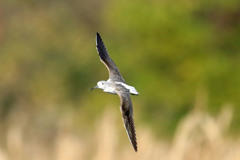 地味な鳥さんアオアシシギ