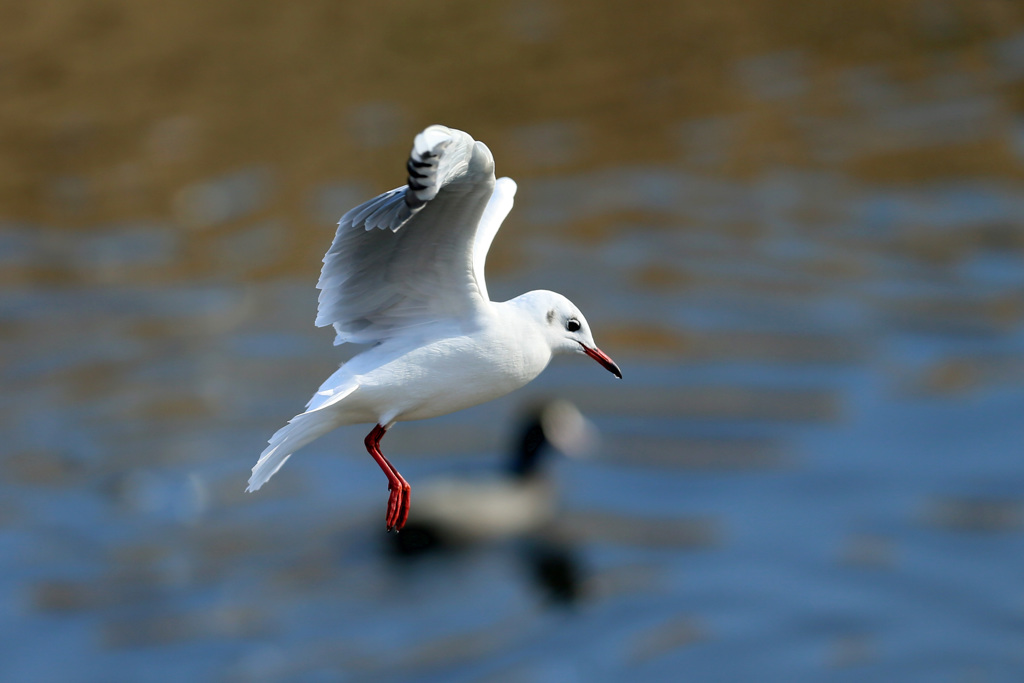 ちょっと太りすぎ