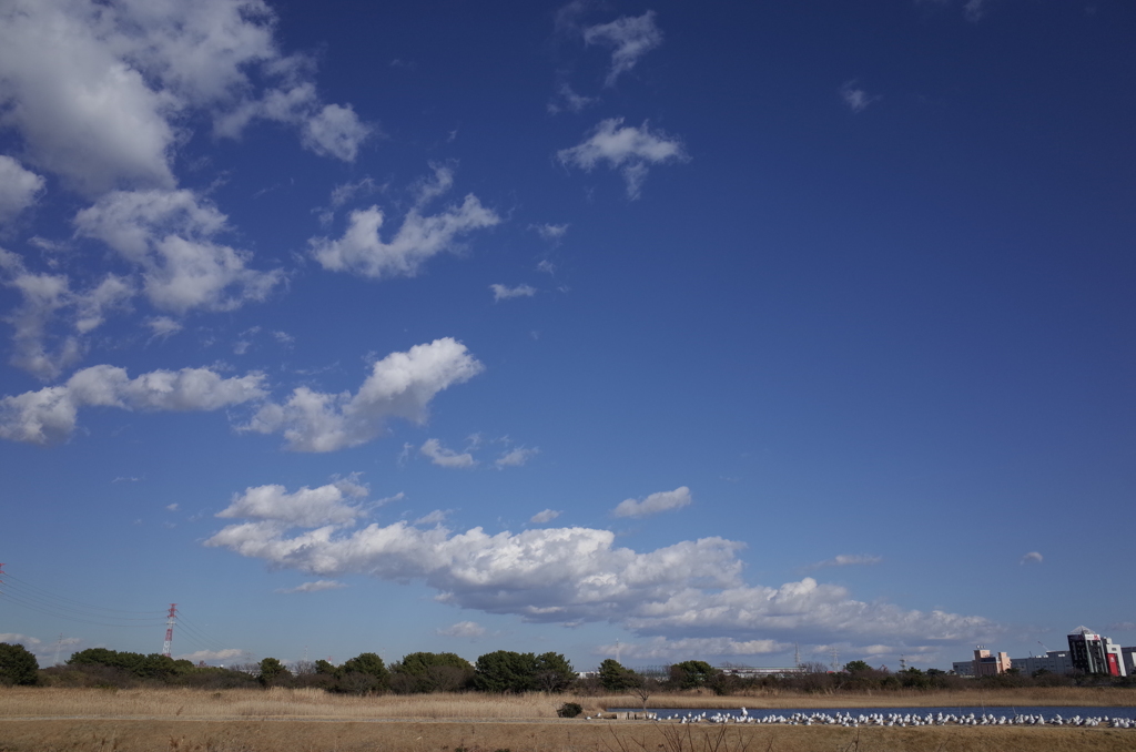 いつもの保護区