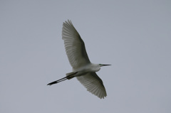 ダイサギセーフ