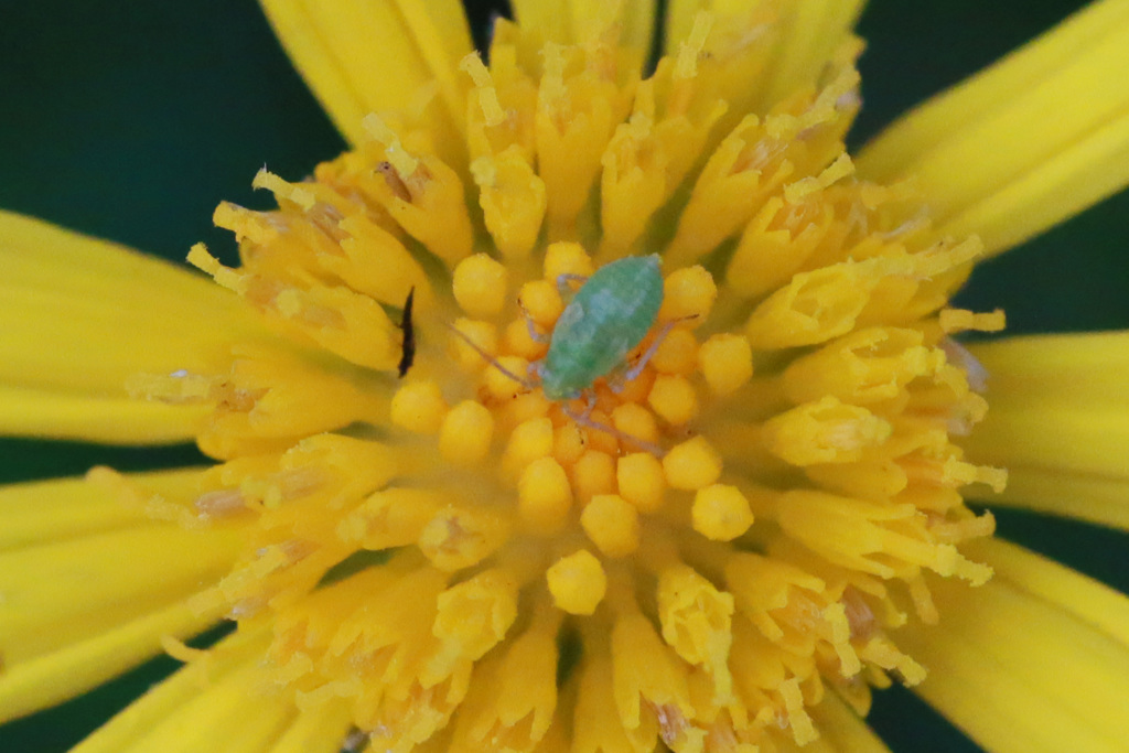 黄色のステージ