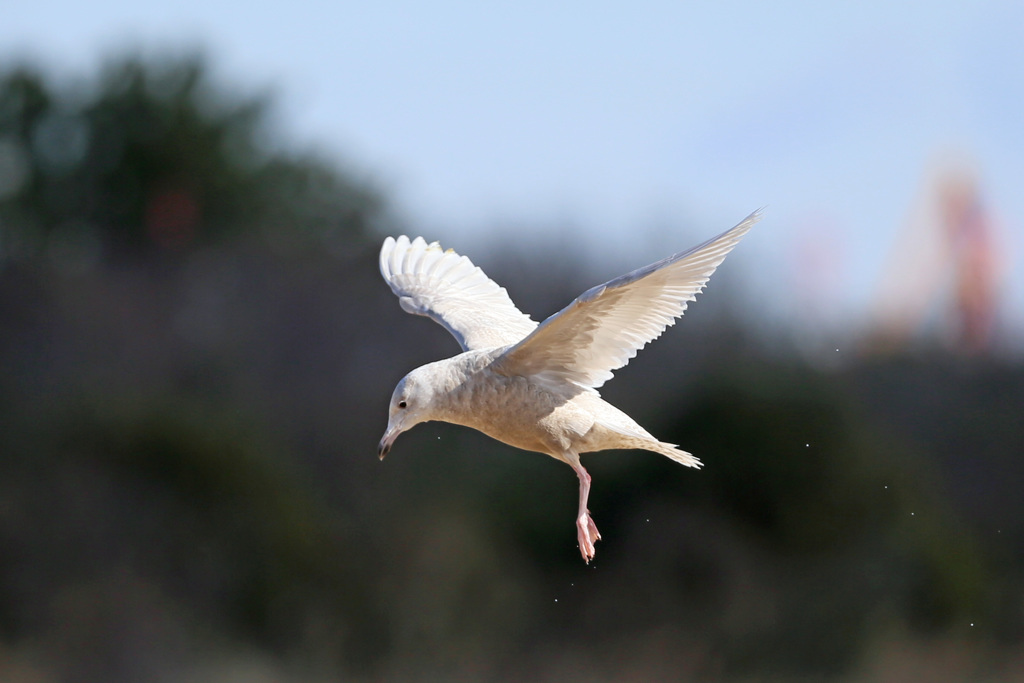 シロカモメ着地姿勢