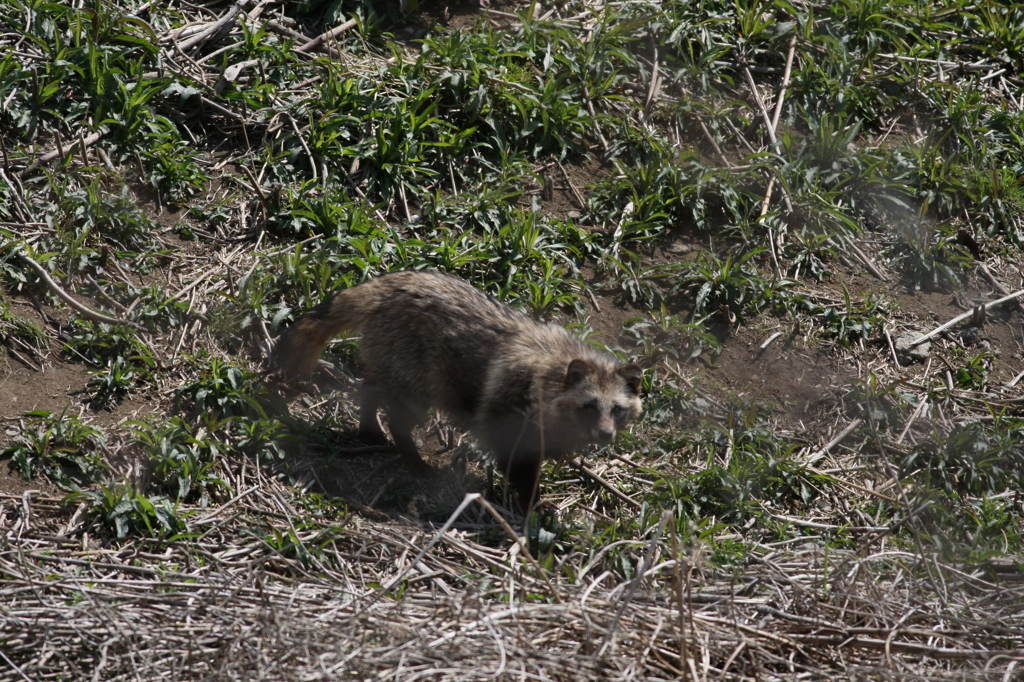 タヌキ発見
