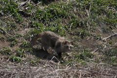 タヌキ発見