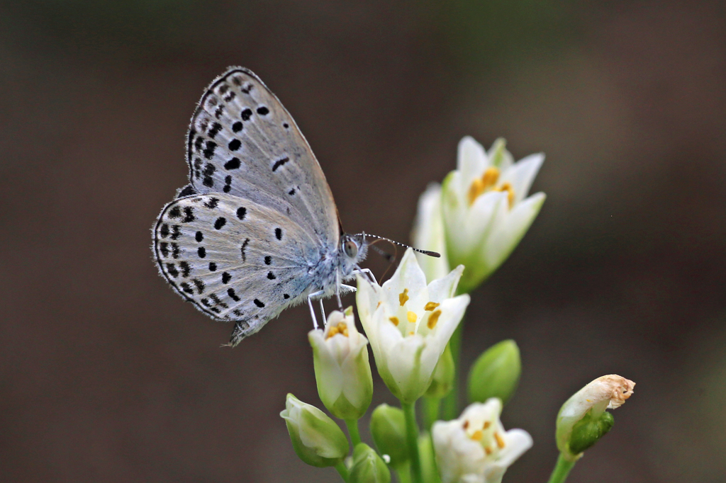 この蜜美味しいよ