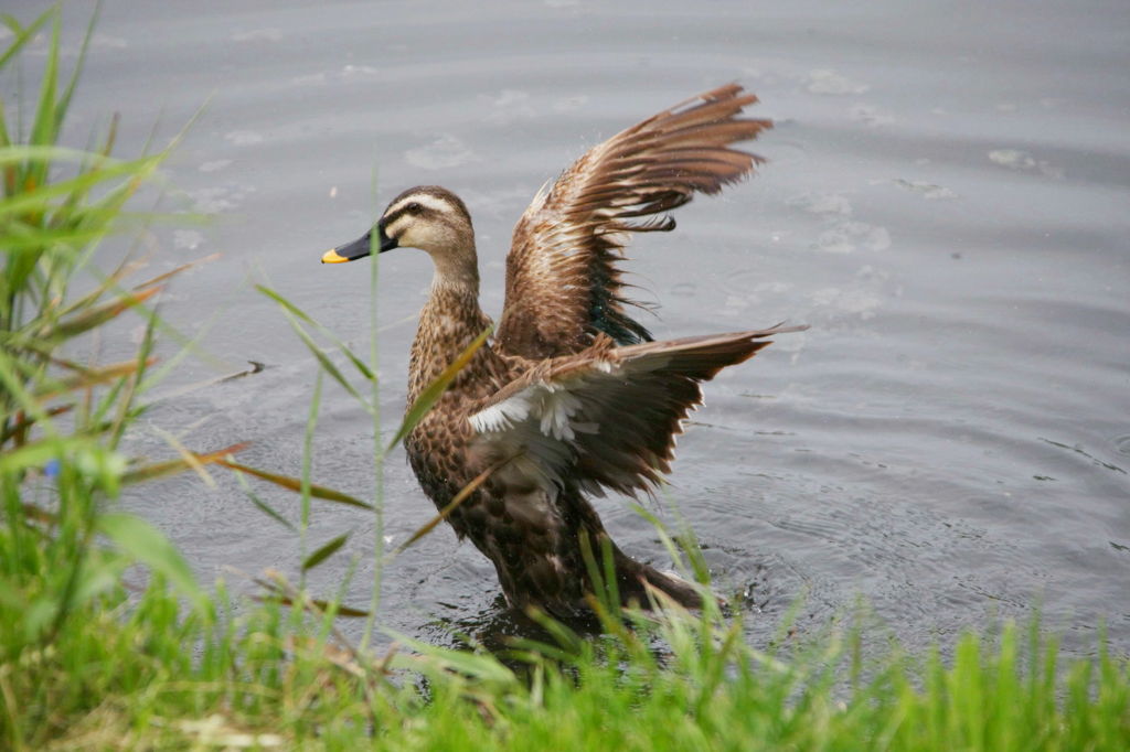 ハバタキかもさん