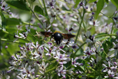 お尻ピカピカ-2