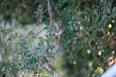 スズメシリーズ-1