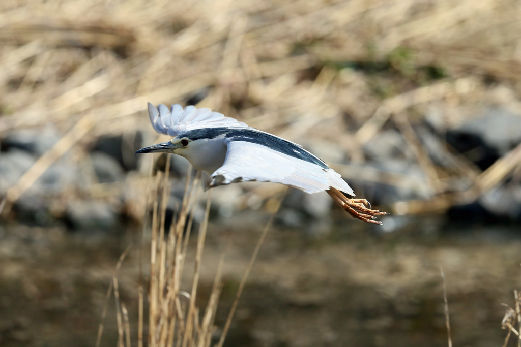 ゴイサギ流し鳥