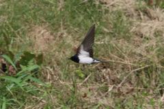 ツバメ飛ぶ