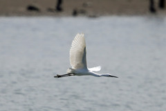 日差しを浴びてダイサギ