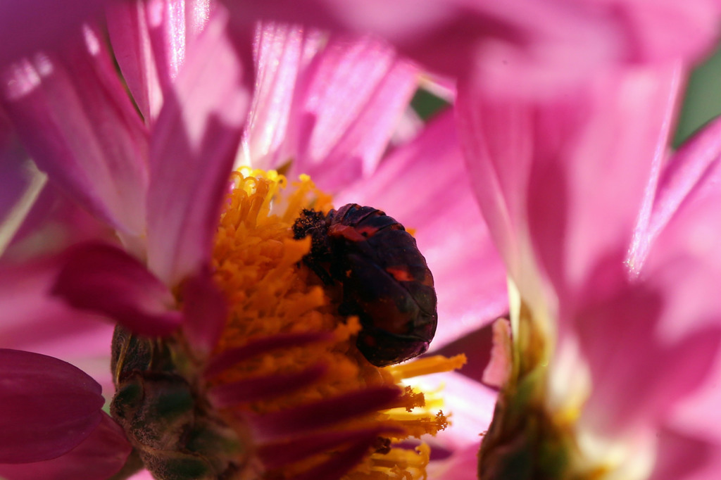 ピンクのテント