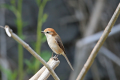 シマアカモズ-2