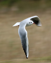 ユリカモメ流し撮り