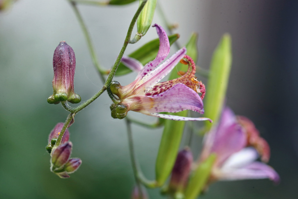 きょうは横からほ～ほけきょ