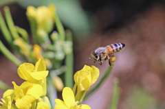 ぶんぶんぶんハチが飛ぶ-1