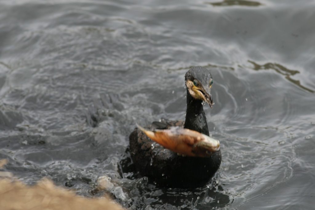 逃した獲物は大きいぞ