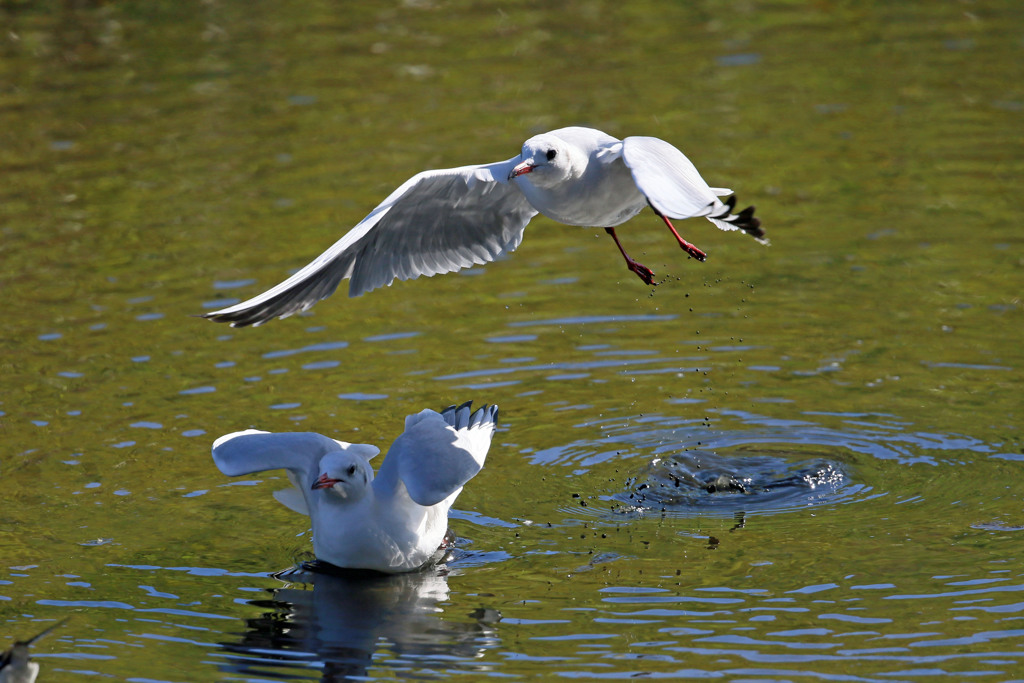 ユリカモメ飛び出し