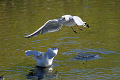 ユリカモメ飛び出し