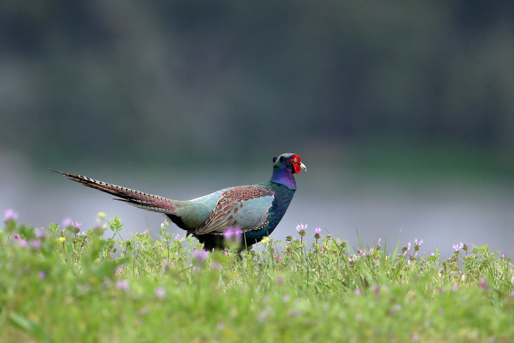 ポートレイト-2