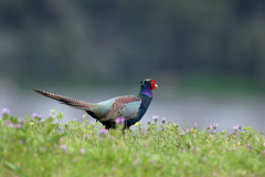 ポートレイト-2