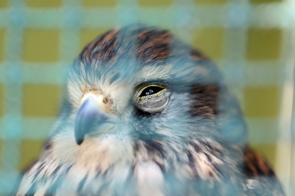 目開けながら寝ております