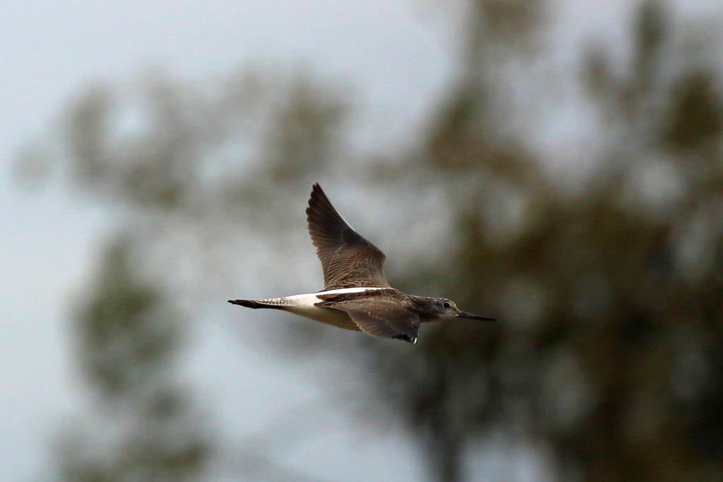 アオアシシギ飛行中