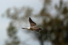 アオアシシギ飛行中