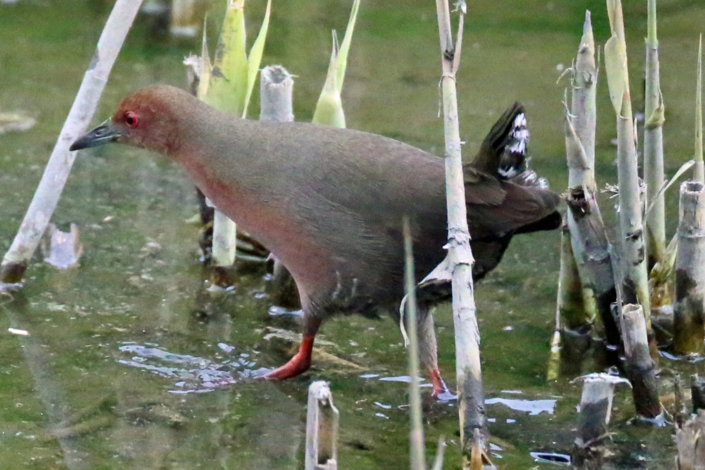 ヒクイナですに