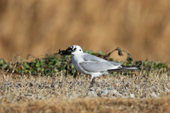 おっきい蟹さん