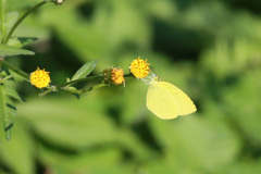 望遠レンズでマクロふう-2